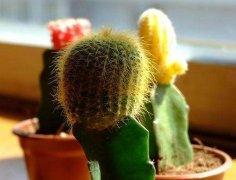 室內(nèi)擺放植物越多越好？